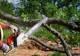 How Our Tree Care Process Works  in  Regency At Monroe, NJ