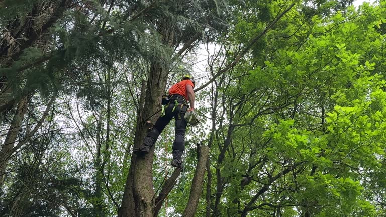 Best Lot and Land Clearing  in Regency At Monroe, NJ