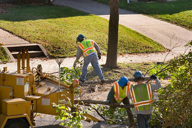 Best Tree Cabling and Bracing  in Regency At Monroe, NJ