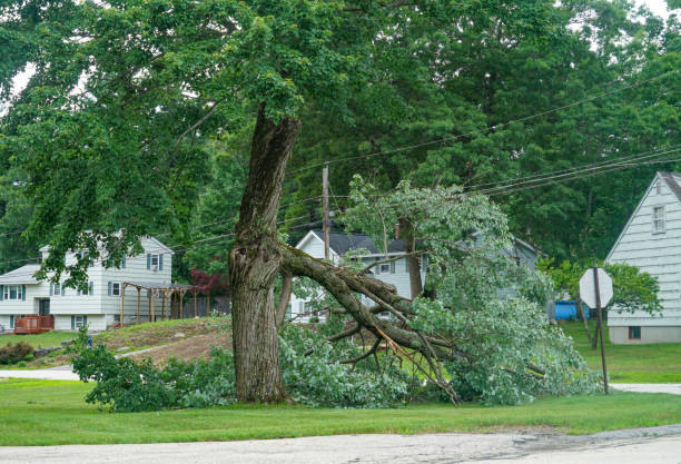 Best Storm Damage Tree Cleanup  in Regency At Monroe, NJ