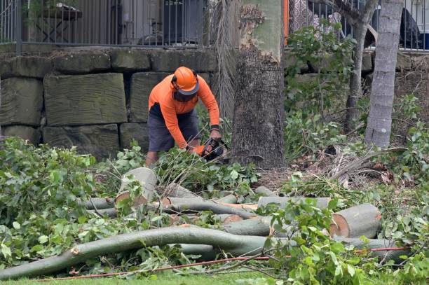 Best Tree Preservation Services  in Regency At Monroe, NJ